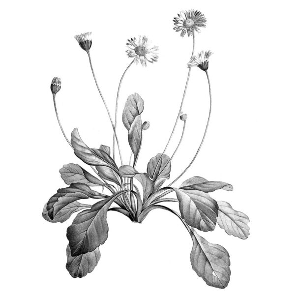 Bellis-perennis